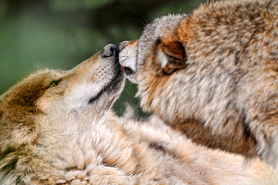 Boy Comes Face to Face with Wolf, Truth about Wolves found in DNA by: Jennifer Kruse, LMT CRMT - Anishinaabe - Inspirational Holistic Healer, Speaker & Writer - Fargo, ND - JenniferKruse.com and Aspire2Heal.com