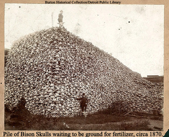 Human effect on Bison Population - Boy Comes Face to Face with Wolf, Truth about Wolves found in DNA by: Jennifer Kruse, LMT CRMT - Anishinaabe - Inspirational Holistic Healer, Speaker & Writer - Fargo, ND - JenniferKruse.com and Aspire2Heal.com 