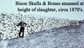 Human effect on Bison Population - Boy Comes Face to Face with Wolf, Truth about Wolves found in DNA by: Jennifer Kruse, LMT CRMT - Anishinaabe - Inspirational Holistic Healer, Speaker & Writer - Fargo, ND - JenniferKruse.com and Aspire2Heal.com 