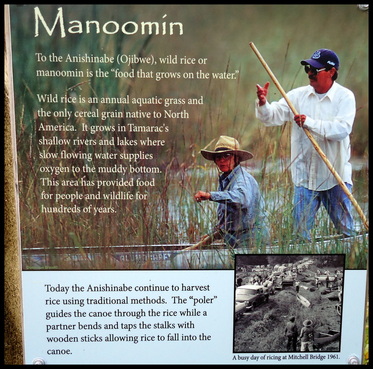 Dances with Manoomin (wild rice): Modern Ojibwe Story, Listen Now with Audio Reading. Native American references to old ways and 7th Fire Prophecy. by: Jennifer Kruse, LMT CRMT - Wells Family of the Red Lake Nation, Minnesota. JenniferKruse.com - Photo: info board on Tamarack Wildlife Refuge Photo by: Jennifer Kruse